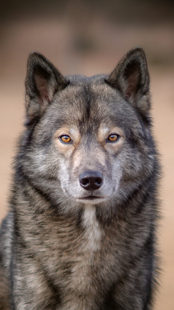 Wallpaper Wolf look-alike Siberian Husky Ninja vom Wolfstor