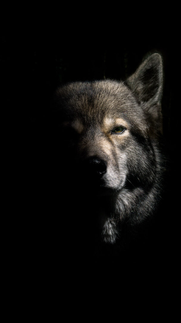 Wallpaper Wolf look-alike Siberian Husky Ninja vom Wolfstor