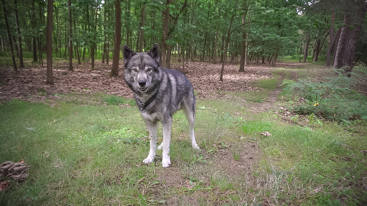 Wolf look-alike Ninja talking growl