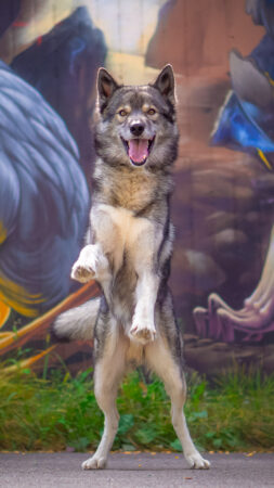 Wallpaper Wolf look-alike Siberian Husky Ninja vom Wolfstor