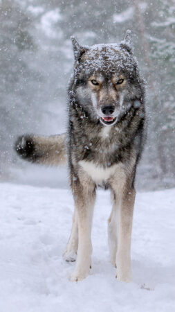 Featured Wolf look-alike Siberian Husky Ninja vom Wolfstor