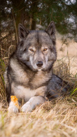 Wallpaper Wolf look-alike Siberian Husky Ninja vom Wolfstor