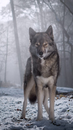 Wallpaper Wolf look-alike Siberian Husky Ninja vom Wolfstor