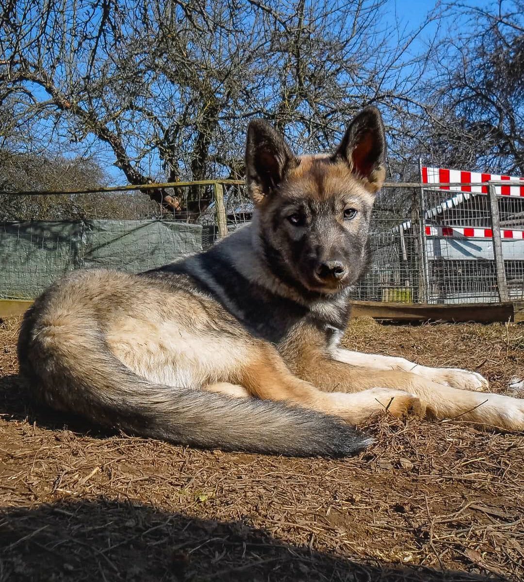 7 years ago, my old Husky Akiak was very old and it was clear he would not make ...