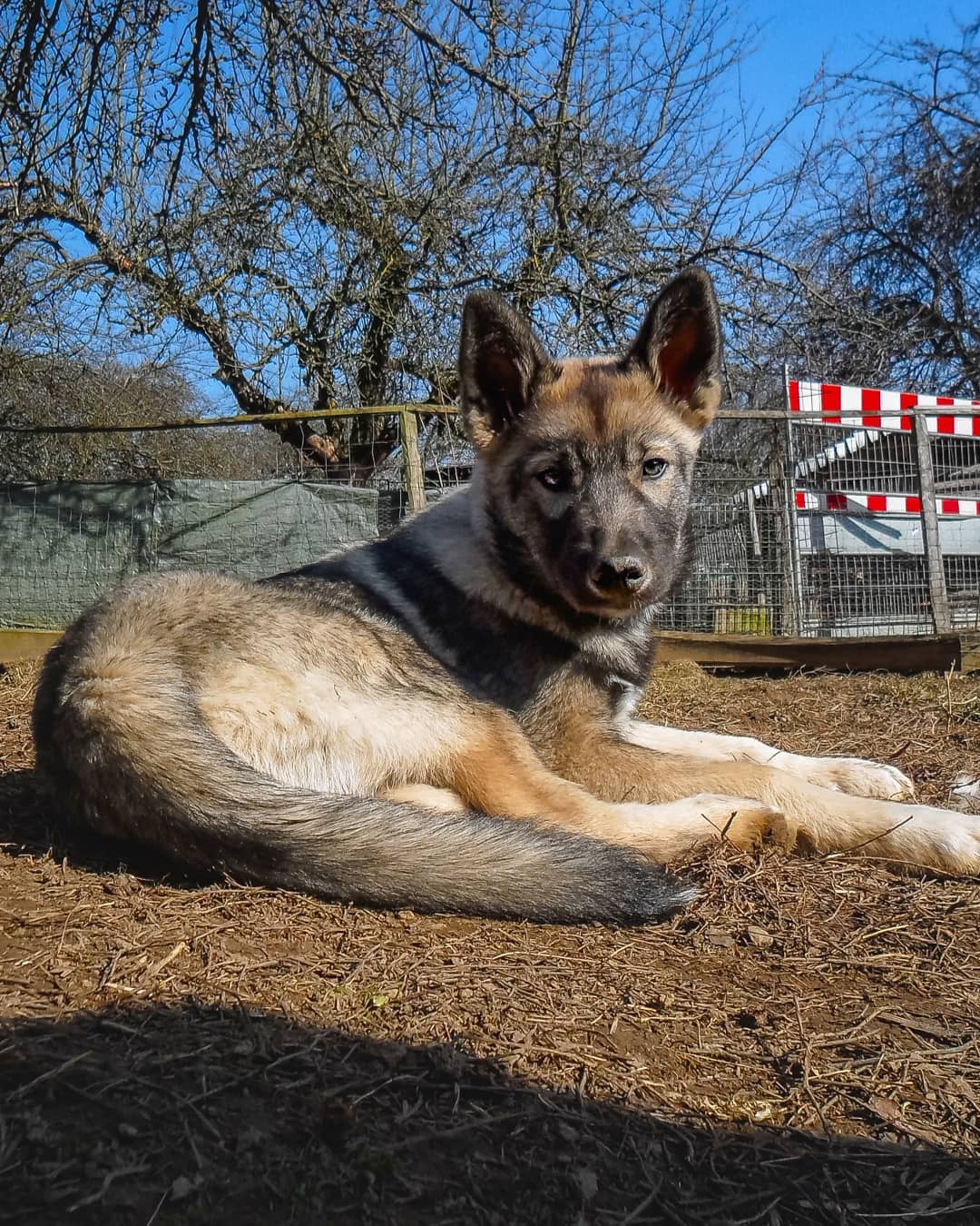 7 years ago, my old Husky Akiak was very old and it was clear he would not make …