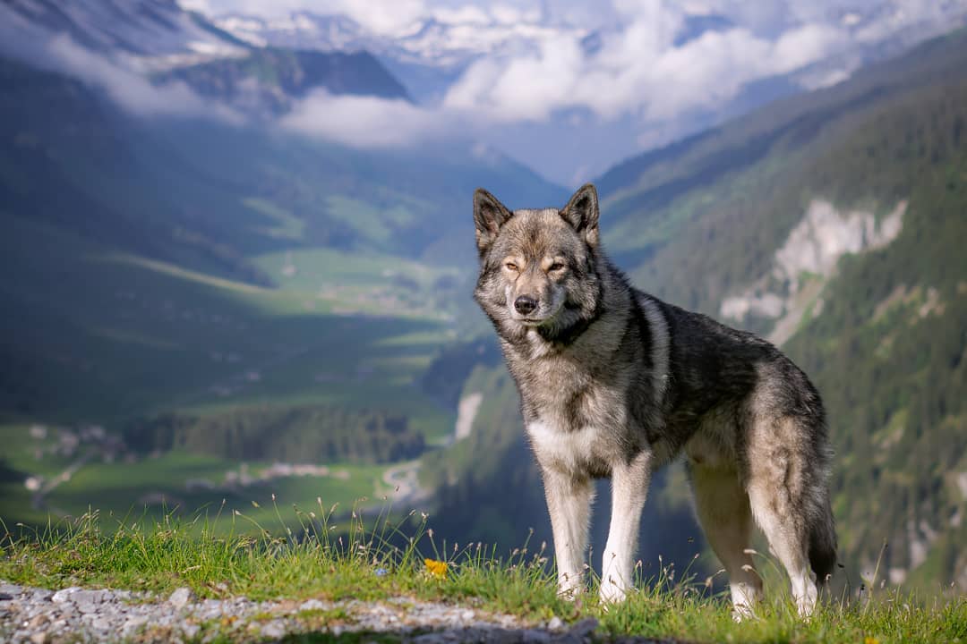 A couple of days ago we have been at the Klausenpasshöhe to capture some shots. ...