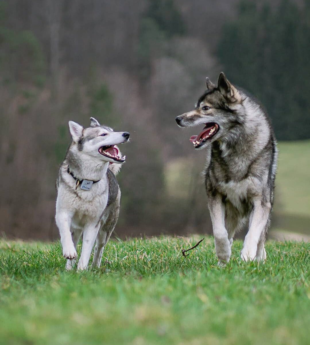 A few weeks back we met  with their 4 Siberian Huskies. One of them is Nawa, whi...