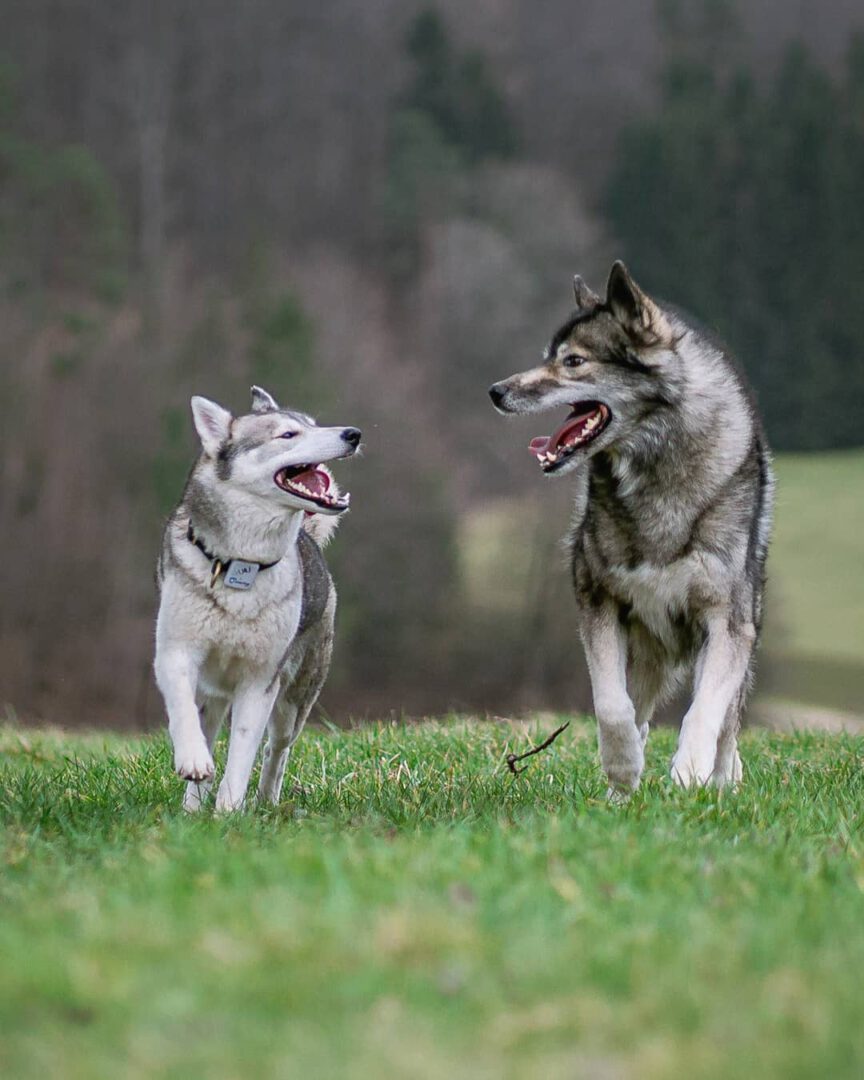 A few weeks back we met  with their 4 Siberian Huskies. One of them is Nawa, whi...