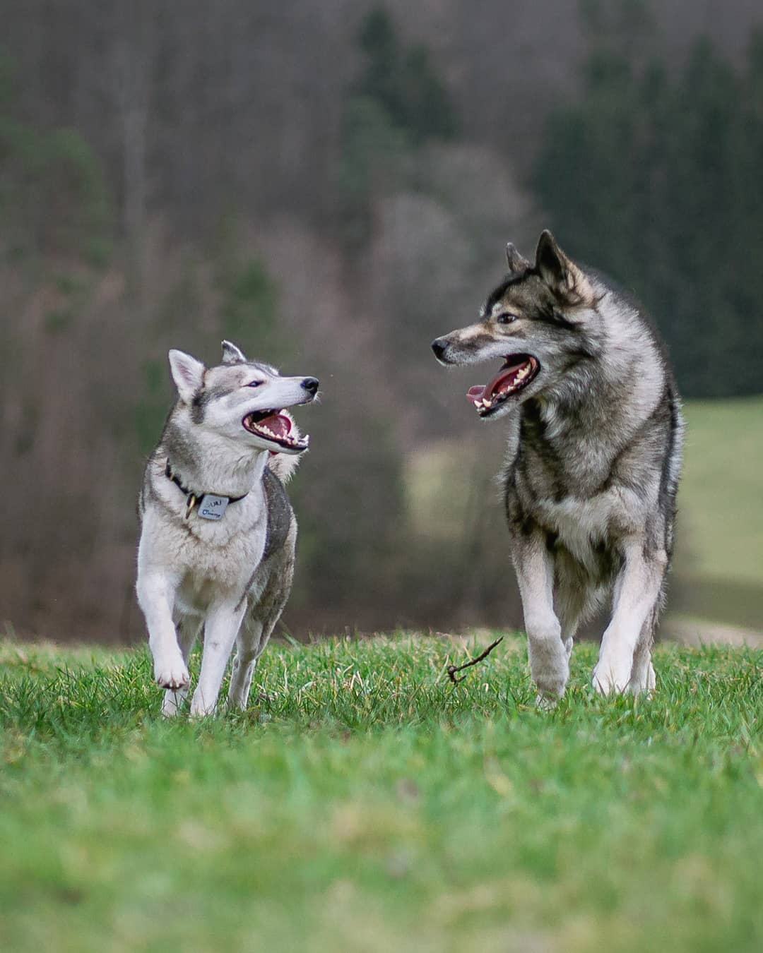 A few weeks back we met  with their 4 Siberian Huskies. One of them is Nawa, whi…