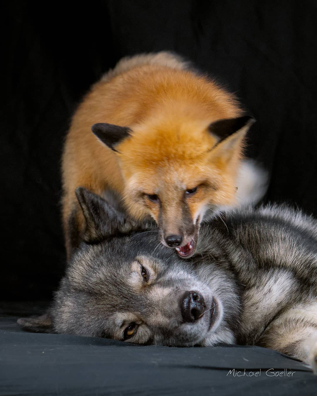 A picture of Leotie craving for Ninjas attention.  He tried to play dead, but as…