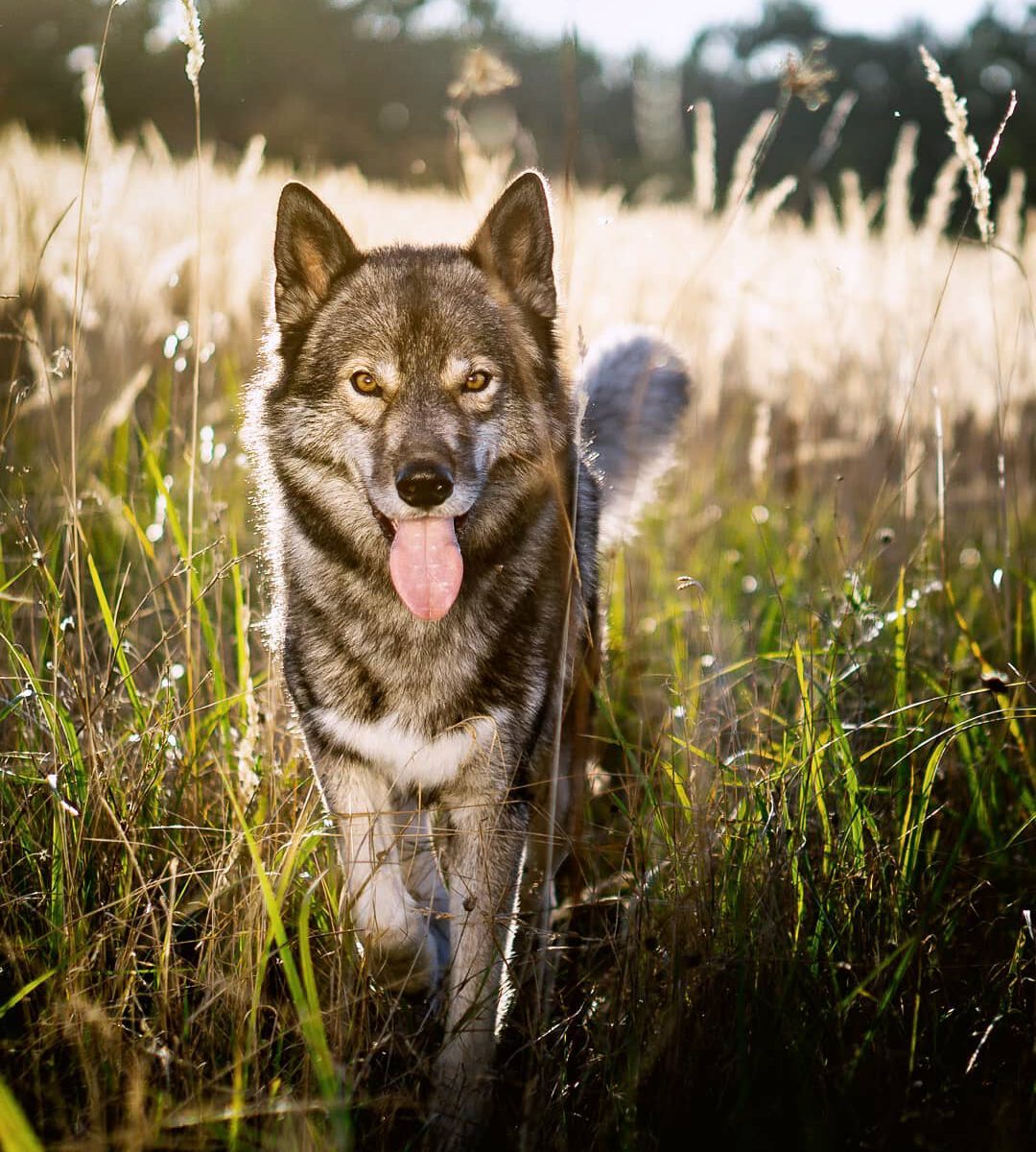 Another beautiful side of autumn, warm golden hour... it is not just the light t...