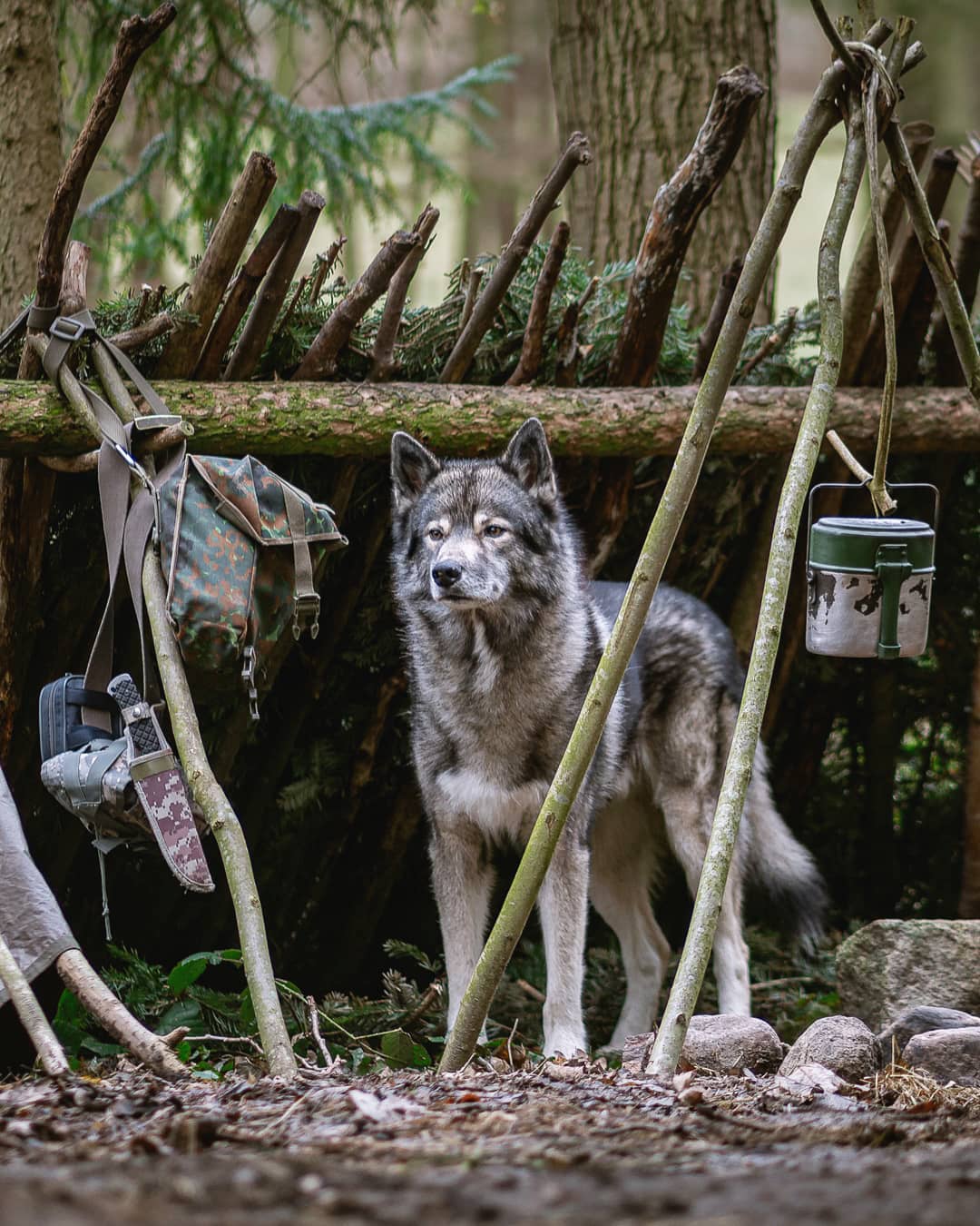 [Anzeige]
 Als Kind hat mich das Buch von Jack London, „Ruf der Wildnis“ faszini…