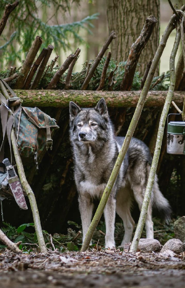 Anzeige: Am 20. Februar 2020 kommt der Film "Ruf der Wildnis" von  in die Deutsc...