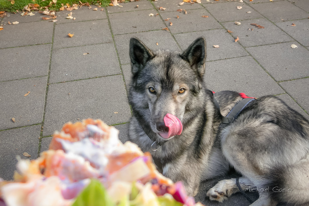 Wolf look-alike Ninja wants my Döner