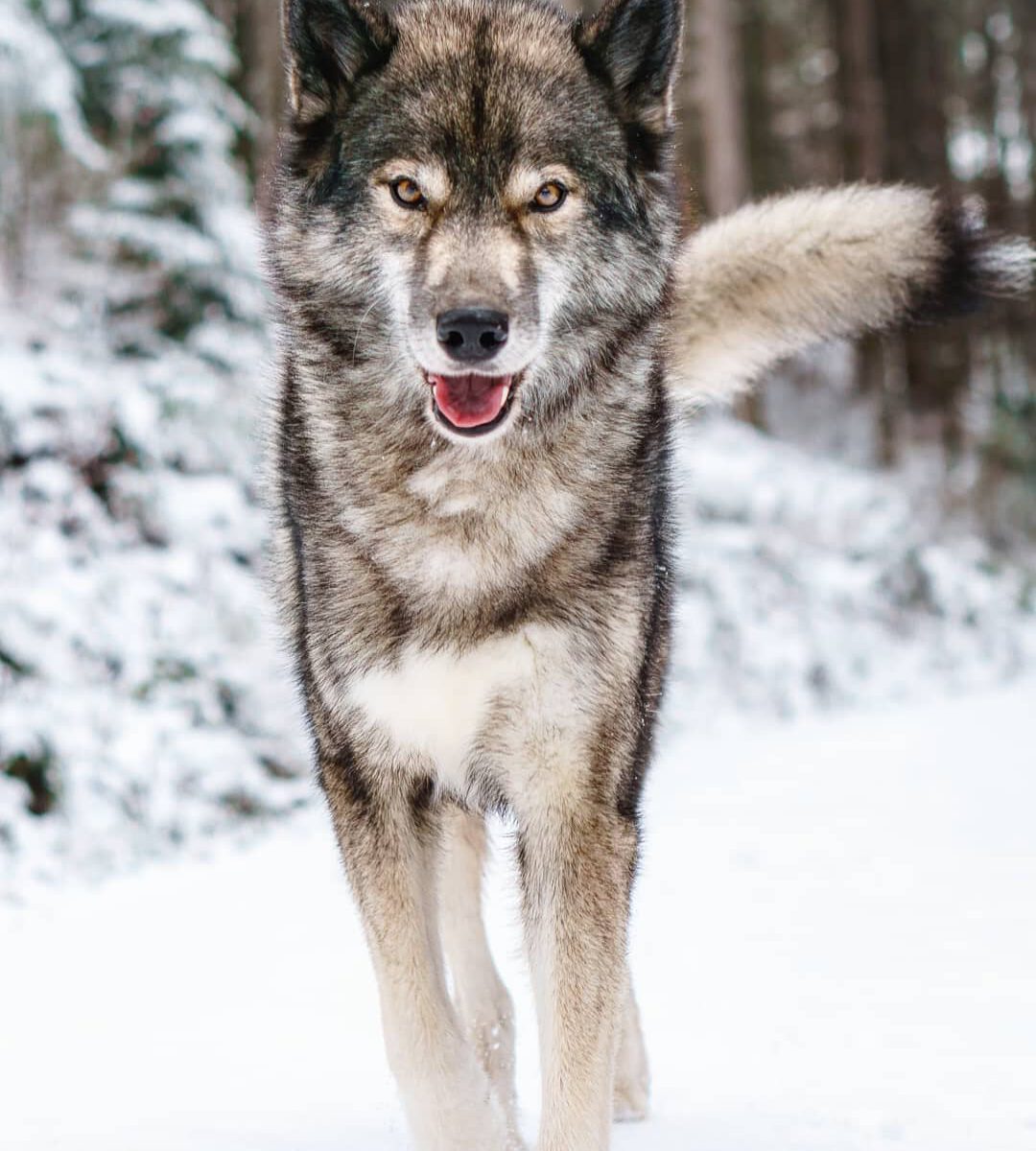 Can't resist that happy smile 
.
Ninjas happiness in the snow is fascinating. Al...