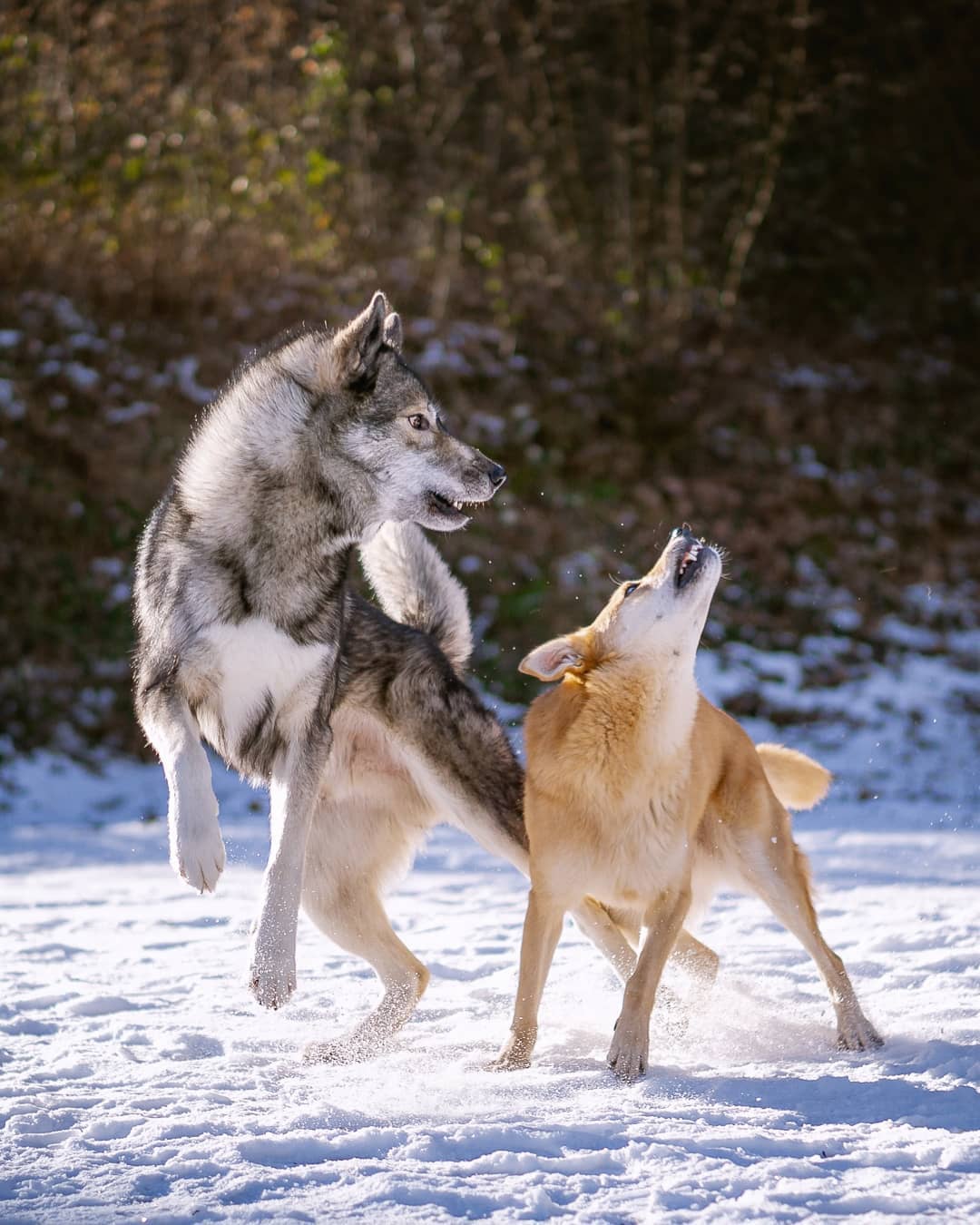 Does Ninja like to play?
.
In a nutshell, no. The only dogs Ninja loves to play …