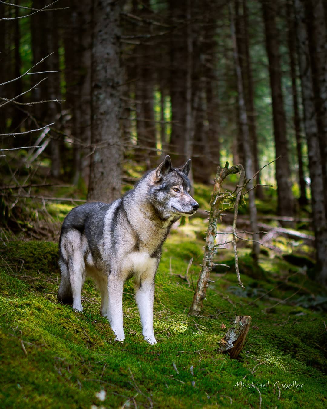 Doh… I forgot to post this picture from the Silbertal. You may have seen it on…