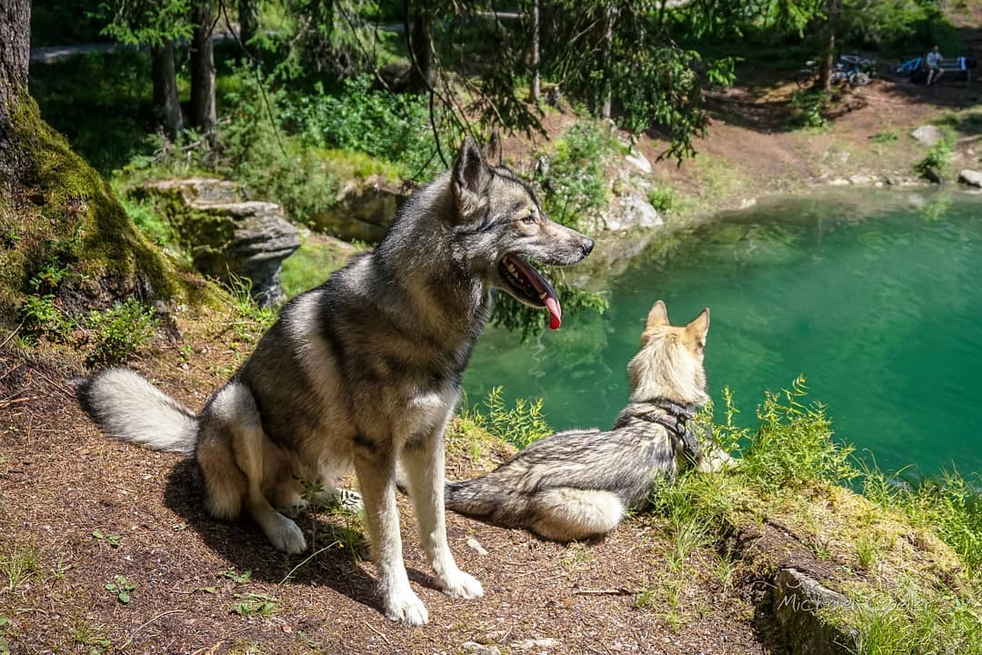 Exactly 4 years ago we had a great day at the Cauma Lake in Flims 
.
Wolfdogs ar...