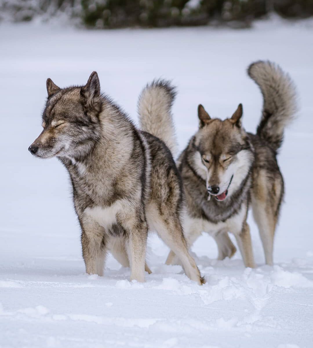 Father Ninja and Son Hadez ( ).
.
As You may have seen Nox from  got puppies fro...