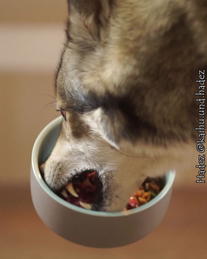 Food... is a pretty controversial topic for pets. Everyone does his own thing......
