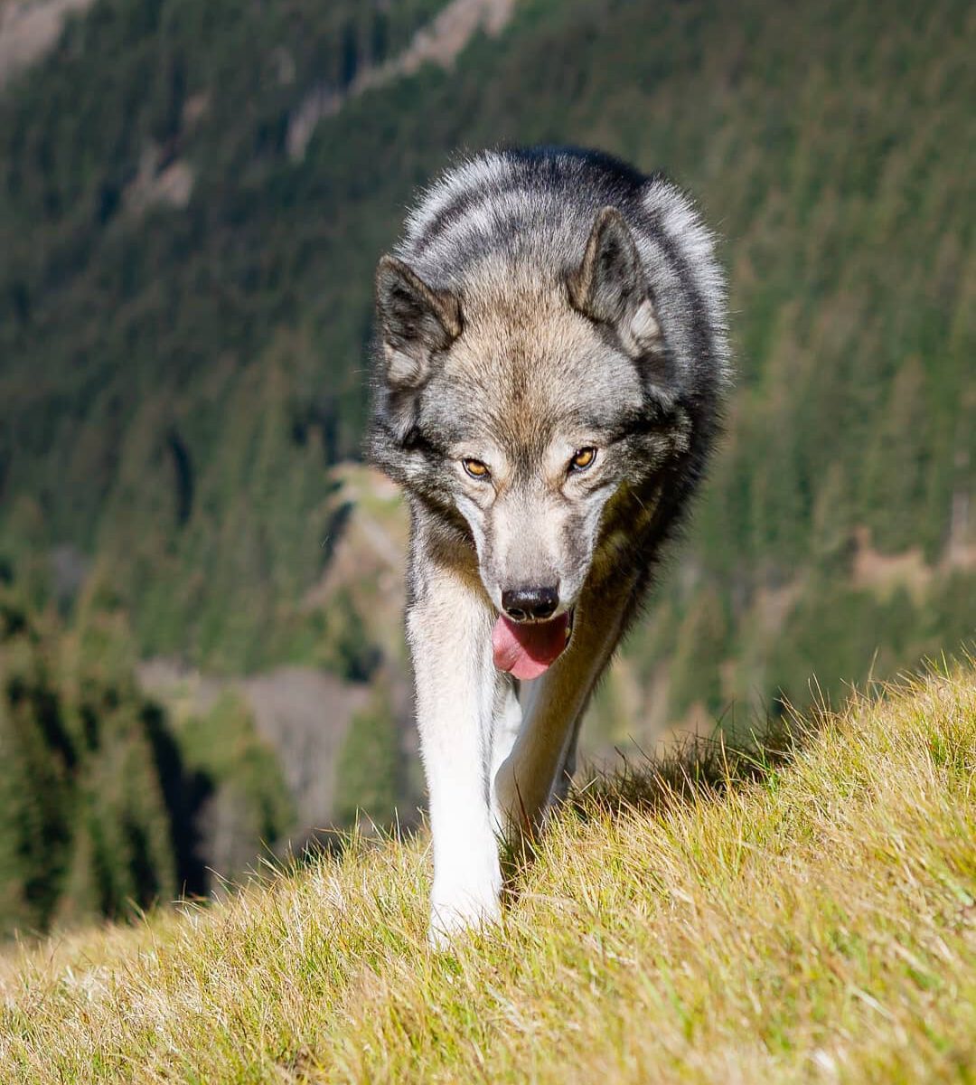 Here are some more pictures from our trip to the Silbertal in Austria.
.
Do not ...