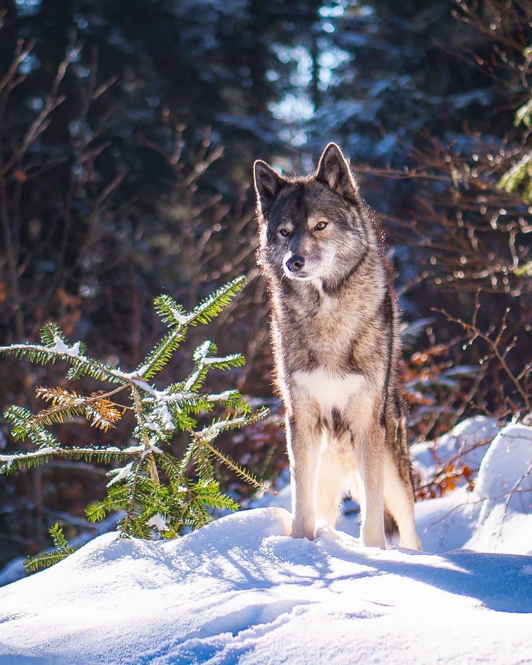 Hope You are having a good day. If you follow our live videos you know that Ninj…
