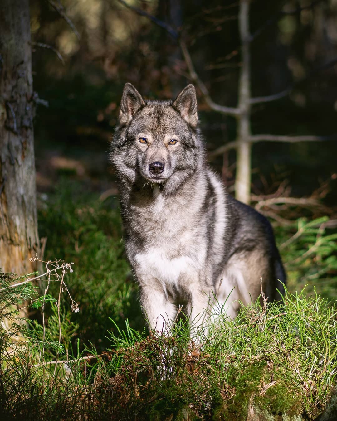 I just love to put Ninja in a bright spot in a dark forest, as usual I’ll put th…