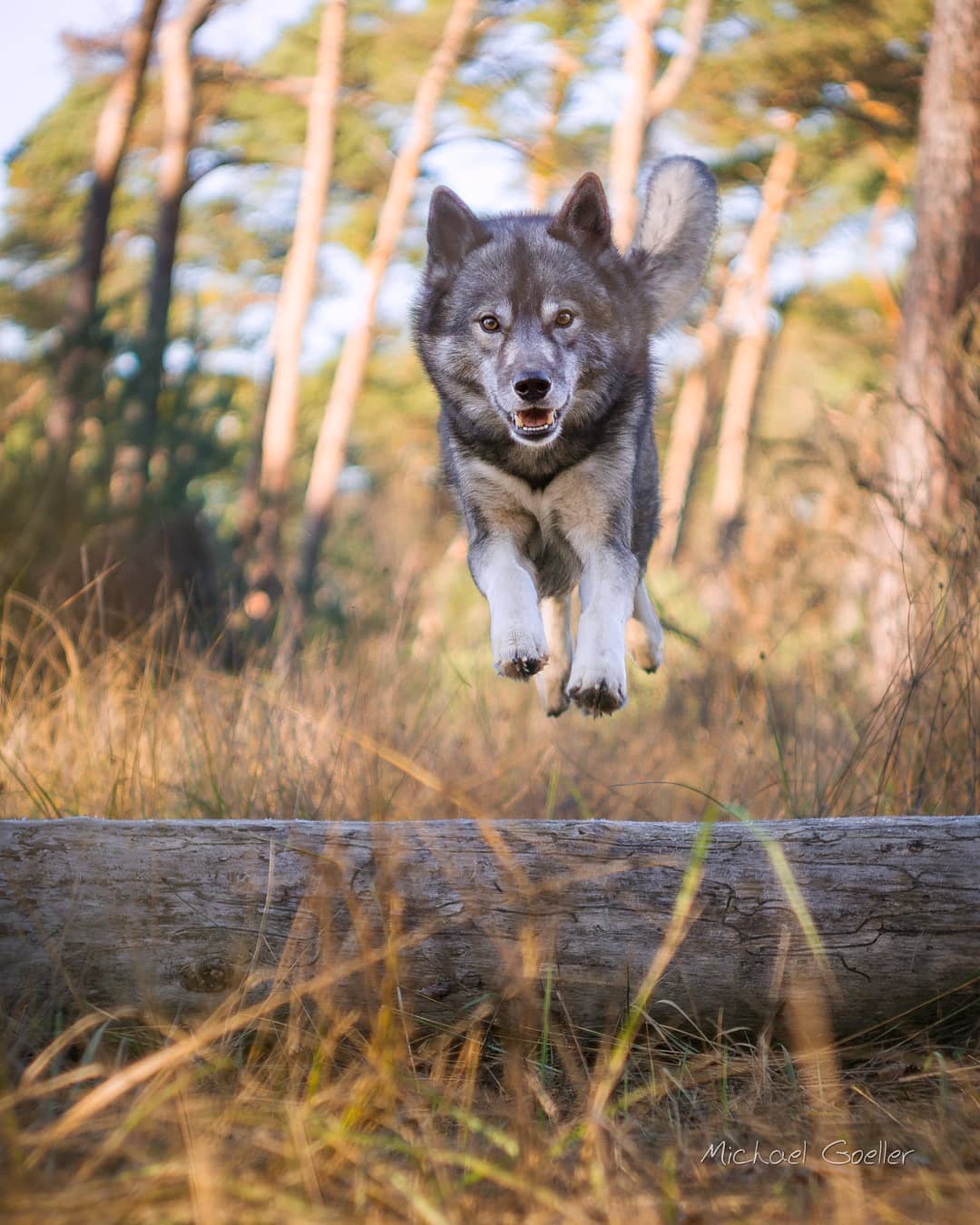 I love action shots… especially with all paws above the ground.
Ninja does not…