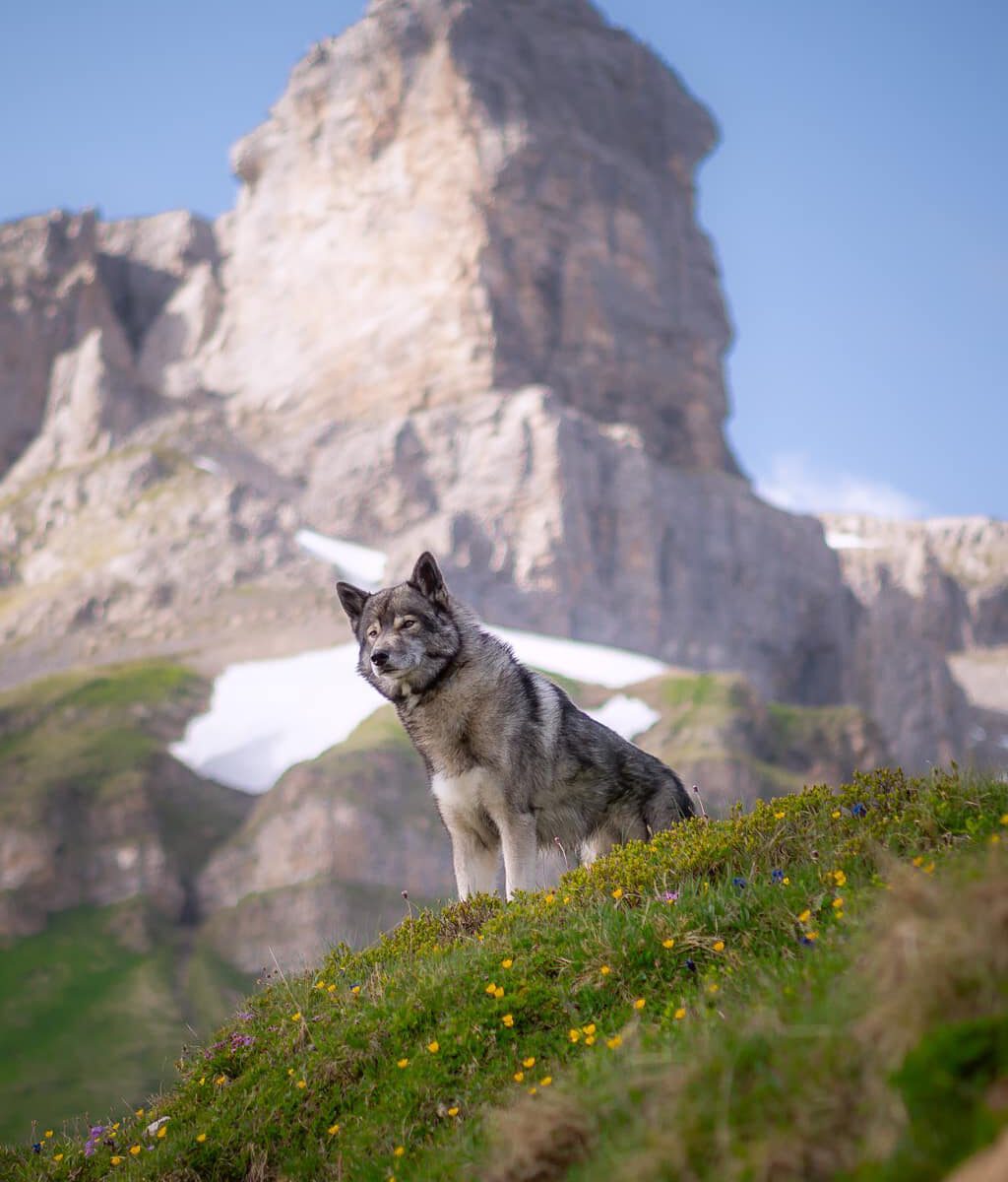 I'll make 2 posts today, as I am so in love with this shot from the  in Switzerl...