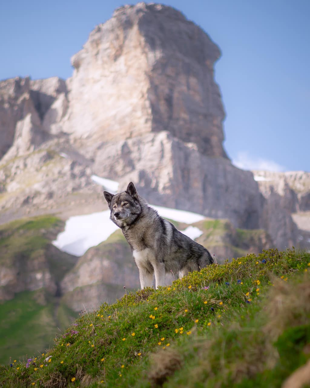 I’ll make 2 posts today, as I am so in love with this shot from the  in Switzerl…