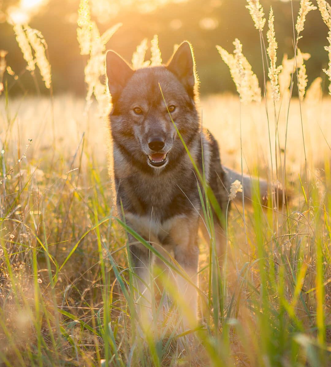 In summer Ninja is rarely active... we go on our packwalk in the morning and res...