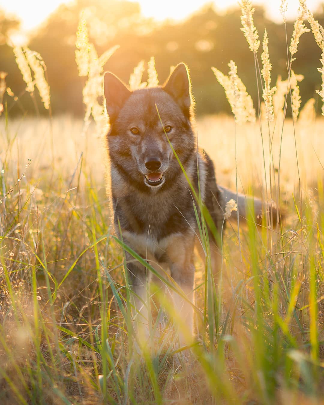 In summer Ninja is rarely active… we go on our packwalk in the morning and res…