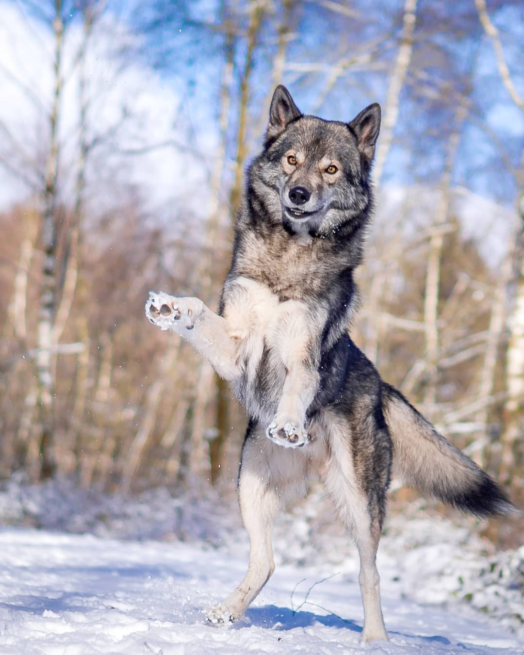 It is always such a pleasure to watch Ninja dash and jump through the snow… he…