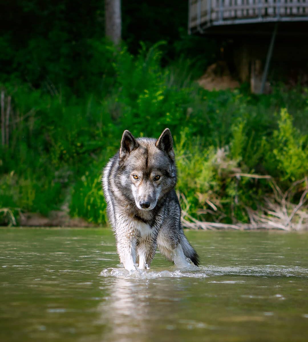 It is still so warm... the river provides some cool water and shadowy spots.
.
N...