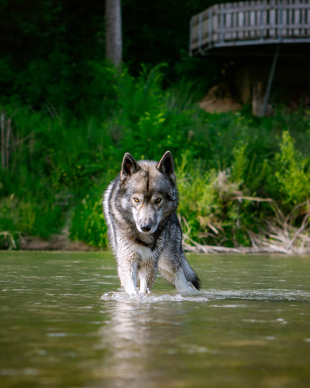 It is still so warm… the river provides some cool water and shadowy spots.
.
N…