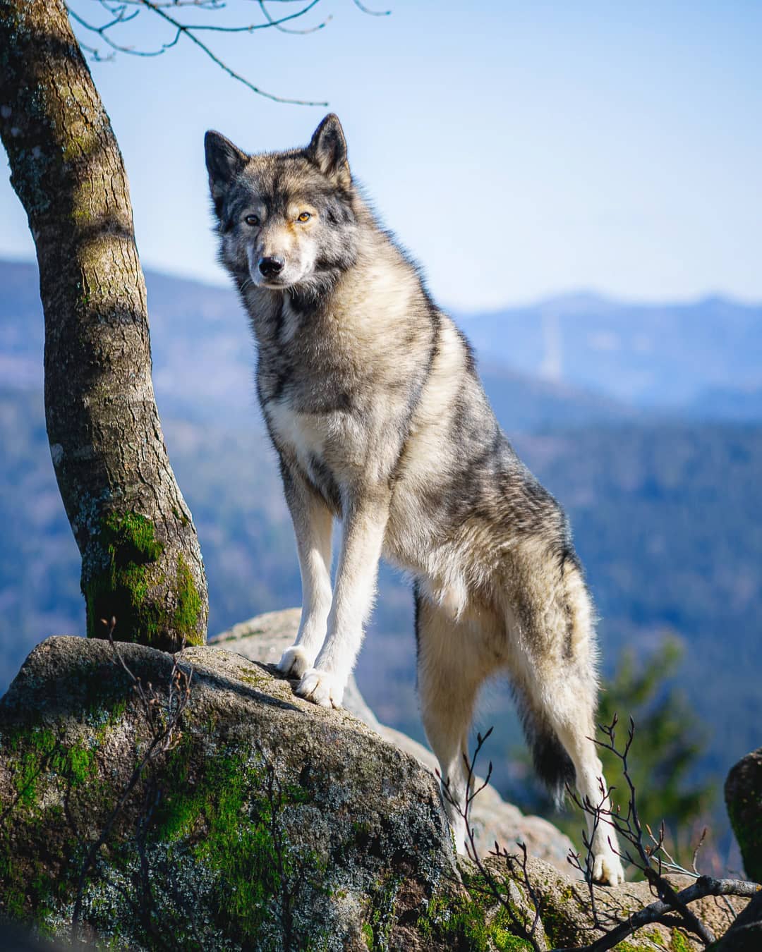 Just a quick picture from Ninja at the Blauen in the Black Forest from a couple …