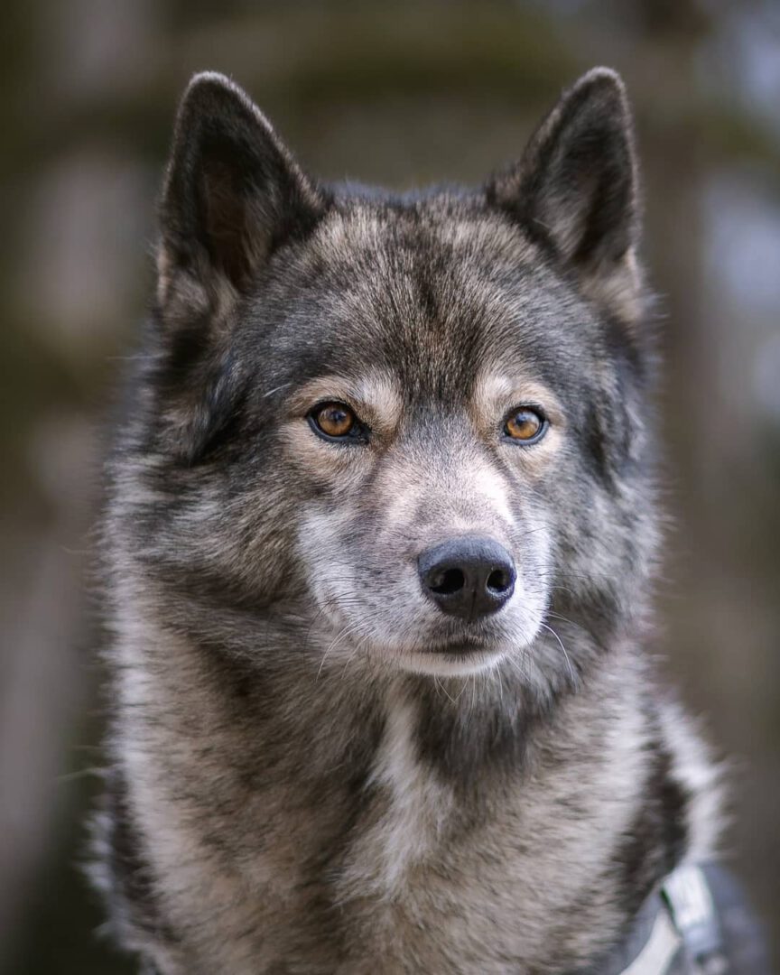 Just a quick picture today as I am about to catch the dogs to drive out into the...