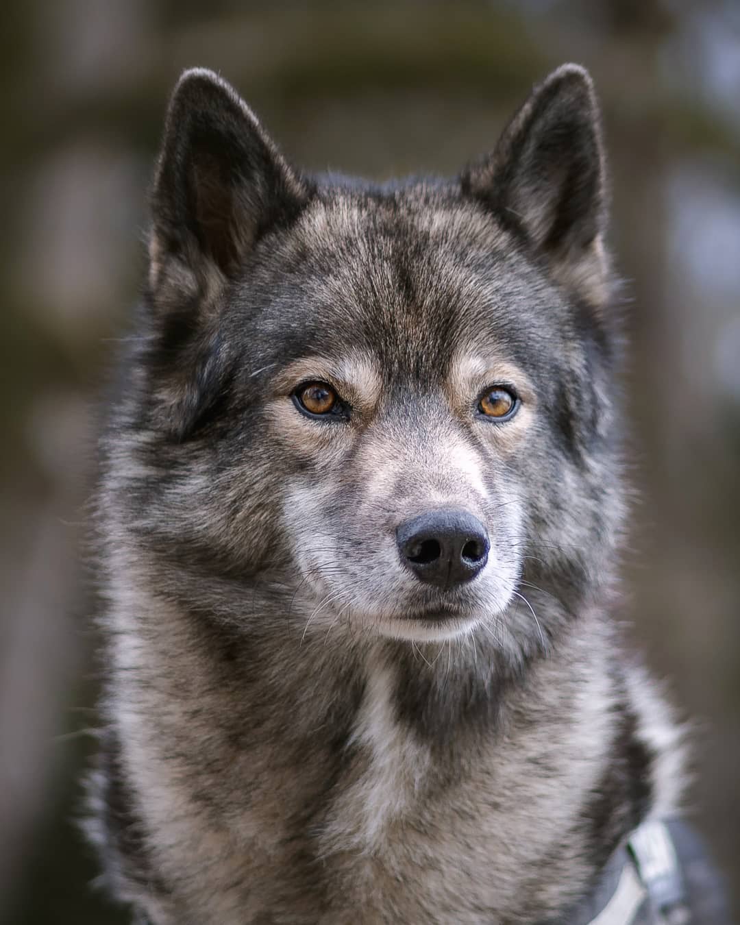 Just a quick picture today as I am about to catch the dogs to drive out into the…