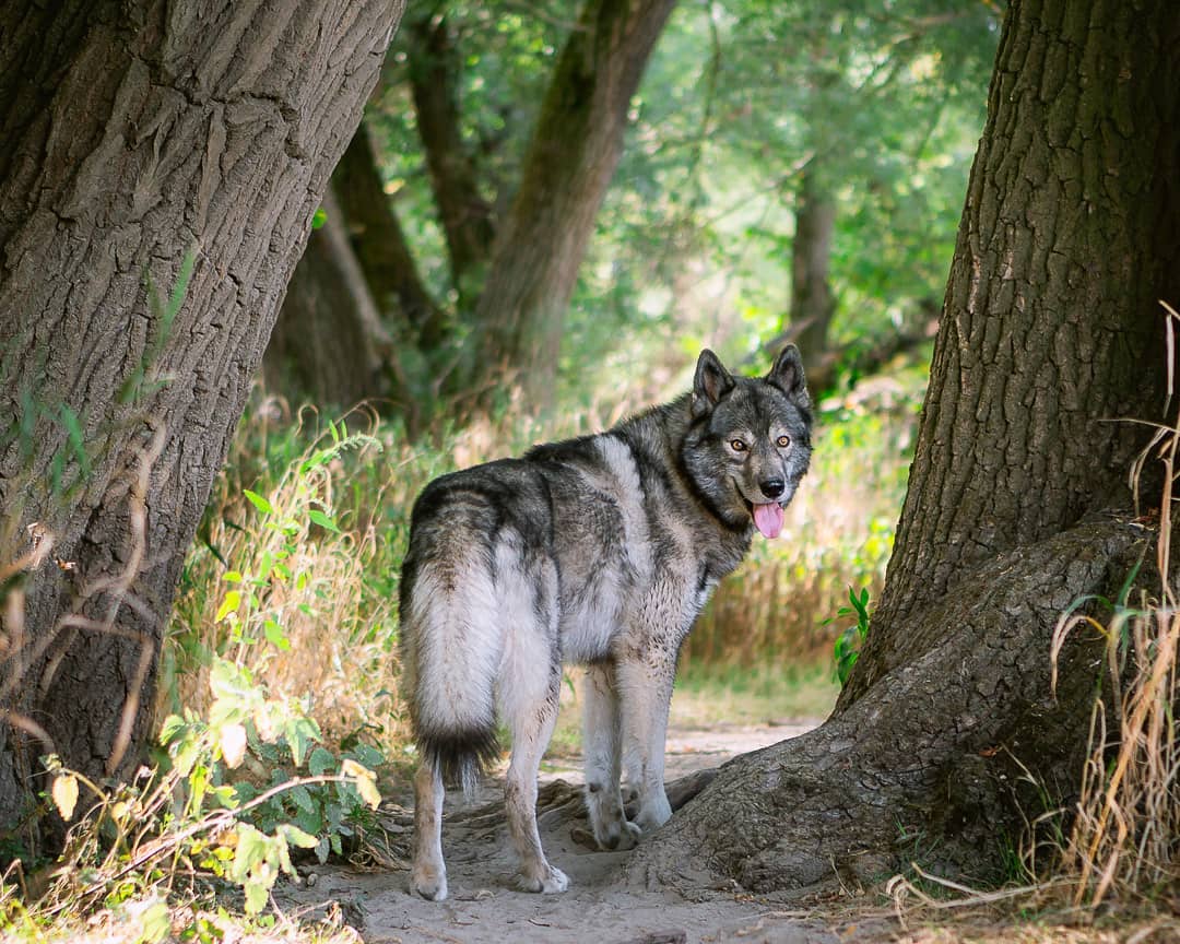 Let's go on! 
.
Yesterday we had a long hike. Following our stories, you were ab...