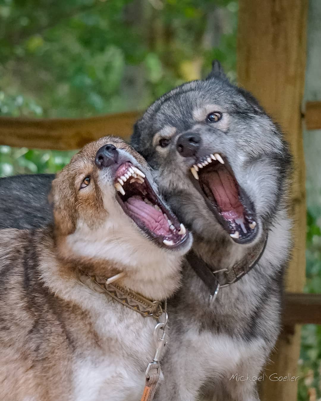 Nikhita is one of a handful of dogs that are able max out Ninjas incredible pati…