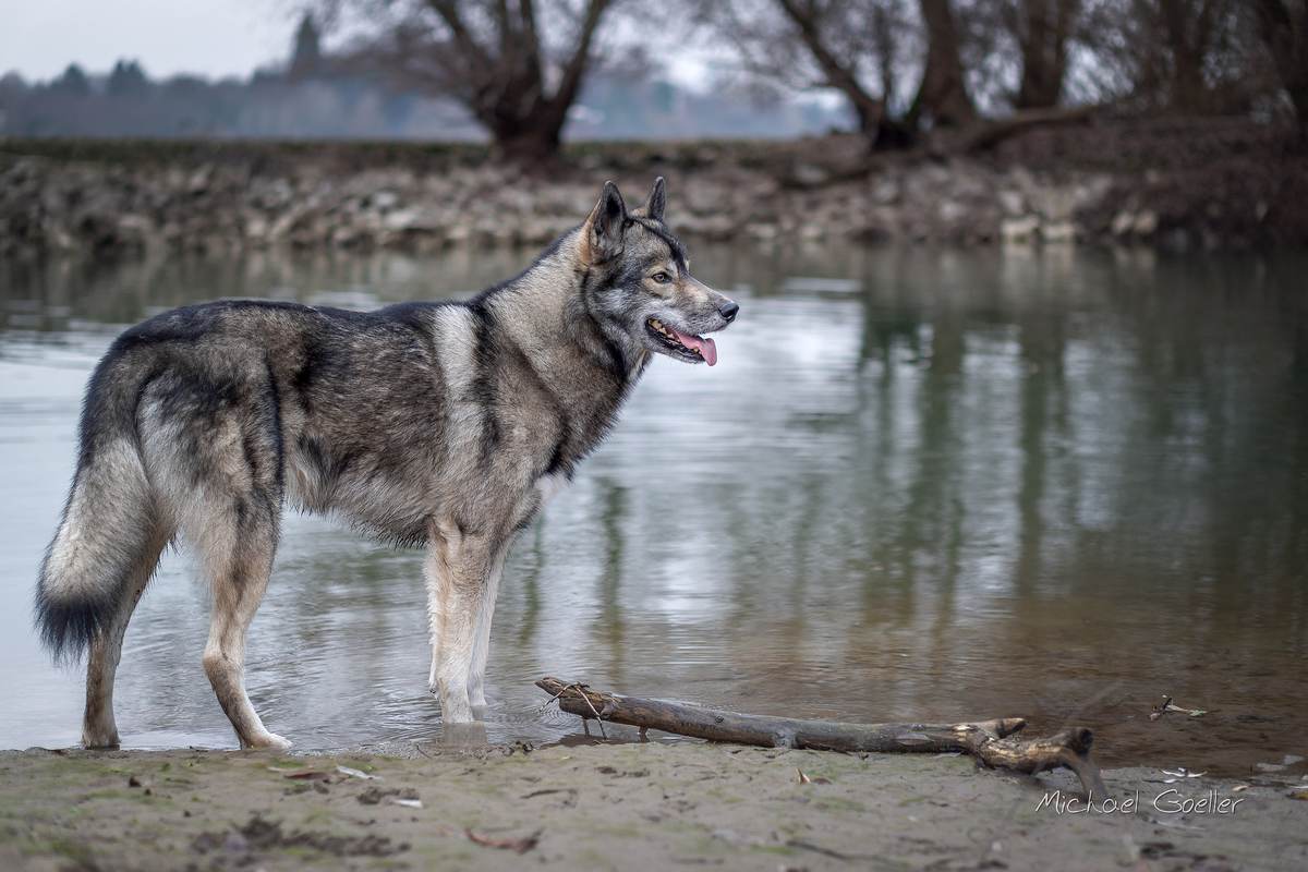 Wolf look-alike Ninja at the flooded river Rhine
