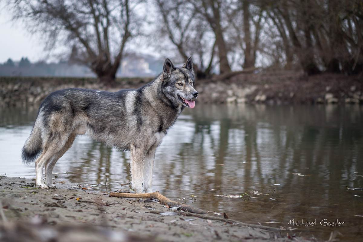 Wolf look-alike Ninja at the flooded river Rhine