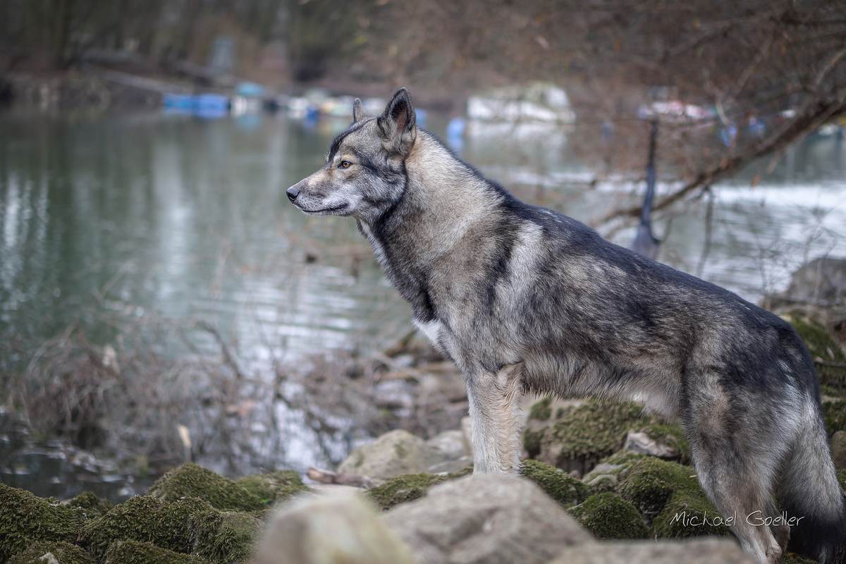 Wolf look-alike Ninja at the flooded river Rhine