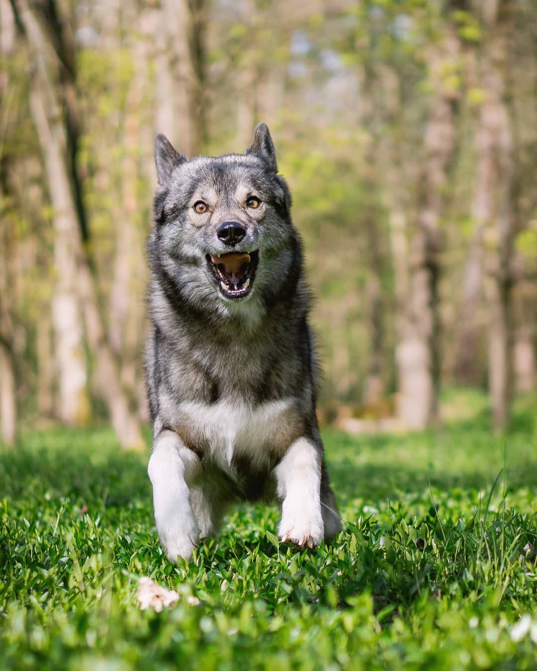 Ninja!
– You are so majestic
– There are no bad pictures of Ninja
– Is Ninja alw…