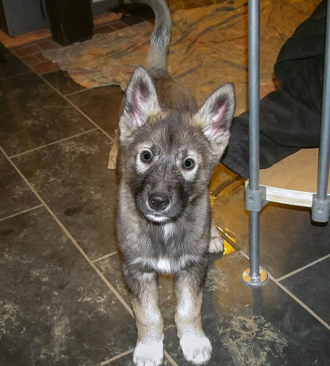 Ninja as a puppy 
.
These pictures had been taken by the previous owner. I think...