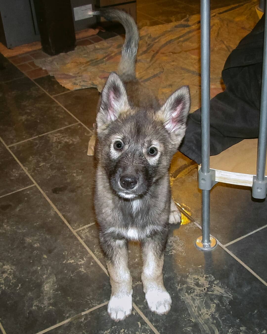 Ninja as a puppy 
.
These pictures had been taken by the previous owner. I think…
