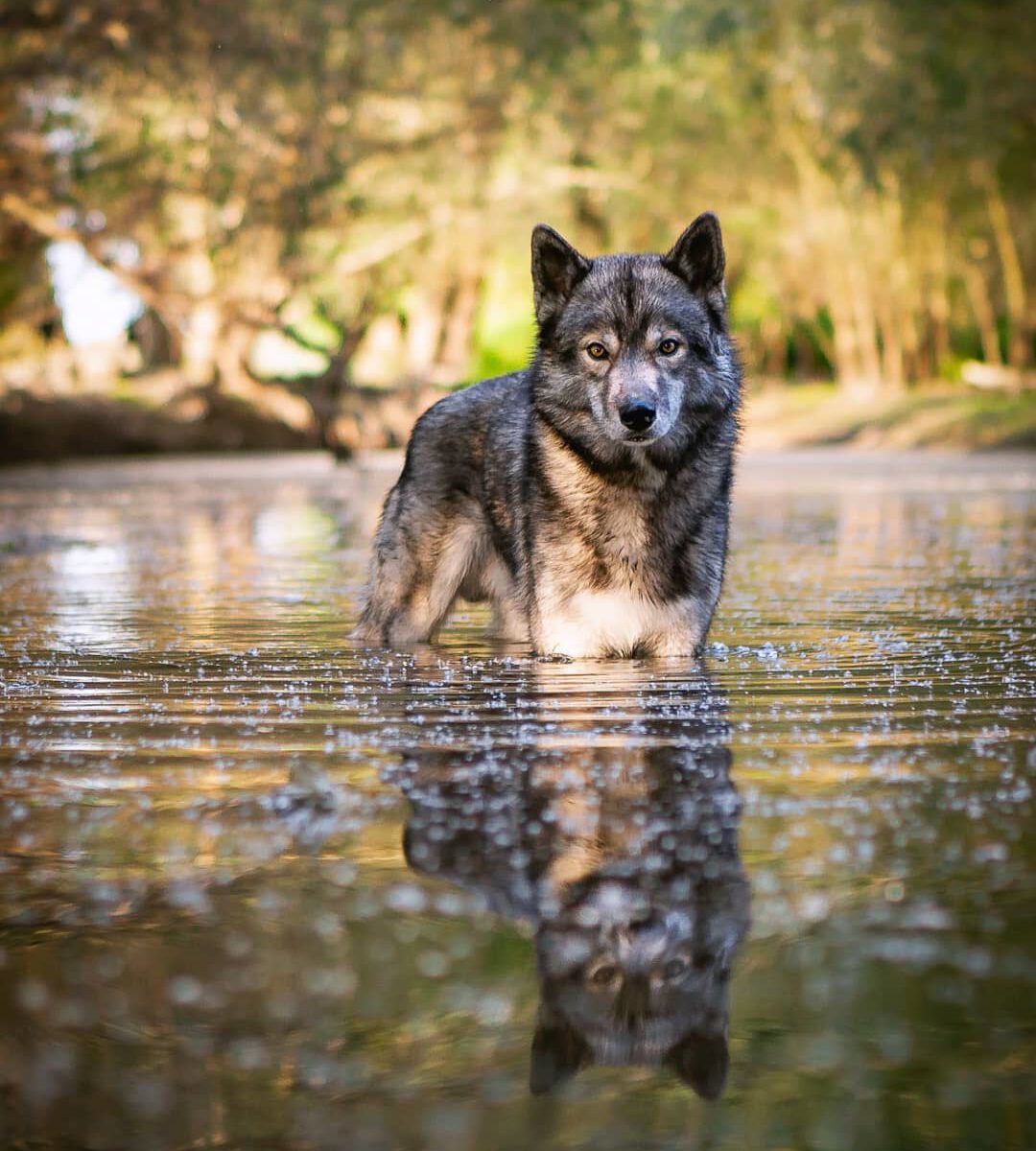 Ninja does not like to swim. He likes to wade through water, but when the water ...