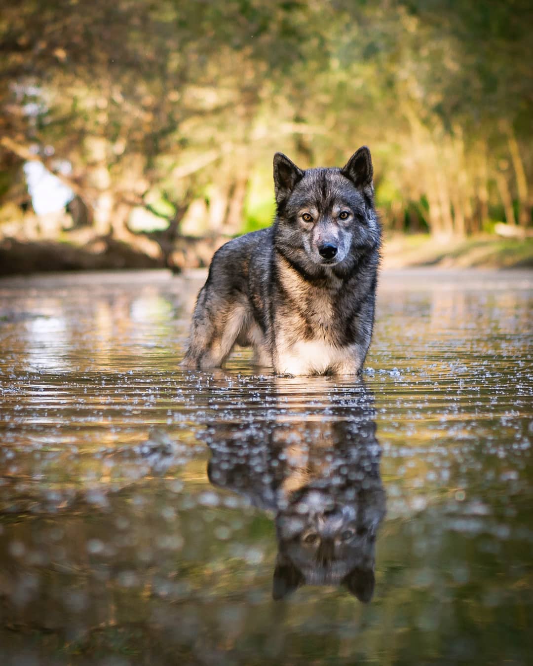 Ninja does not like to swim. He likes to wade through water, but when the water …