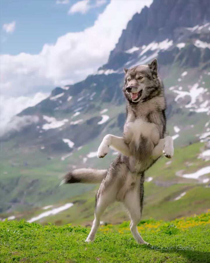 Ninja goofing around at the Klausen Pass.
I would have been sad if these picture...