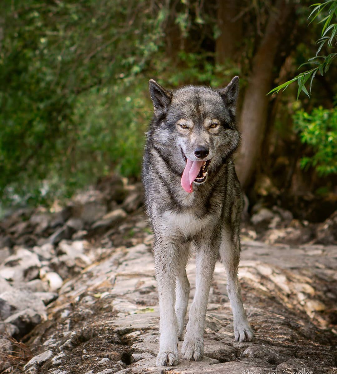 Ninja got attacked 
.
On our daily hikes we meet a lot of dogs and people.
Today...